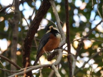 Varied Tit 愛知県森林公園 Sun, 12/11/2022