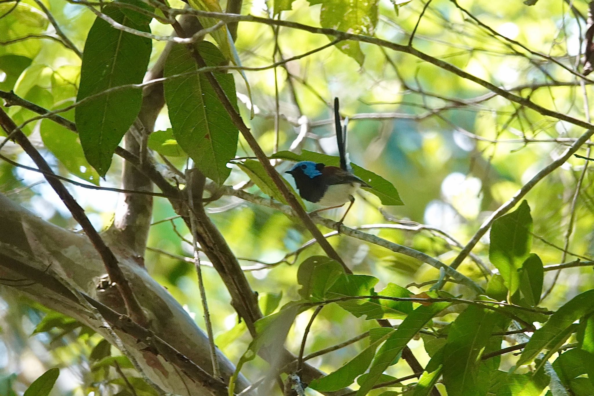 Mount Whitfield Conservation Park(Cairns) ケープヨークオーストラリアムシクイの写真 by のどか