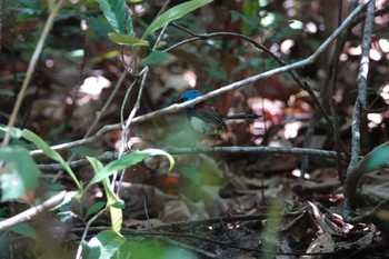 Lovely Fairywren Mount Whitfield Conservation Park(Cairns) Tue, 10/11/2022