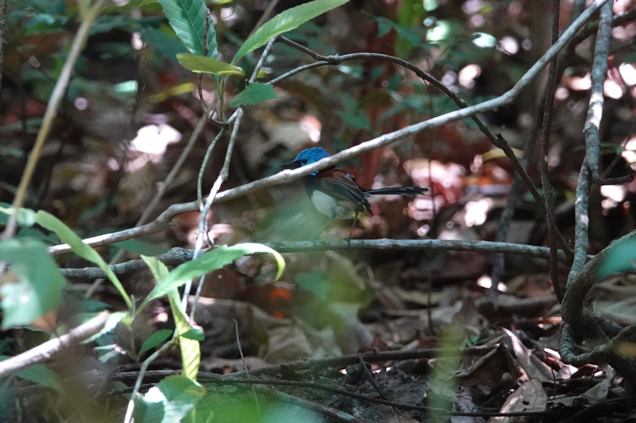 Mount Whitfield Conservation Park(Cairns) ケープヨークオーストラリアムシクイの写真 by のどか