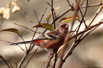 2022年12月11日(日) 早戸川林道の野鳥観察記録