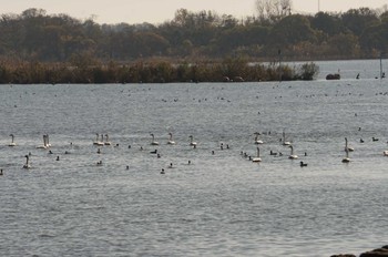 Tundra Swan 近江今津 Sat, 12/10/2022