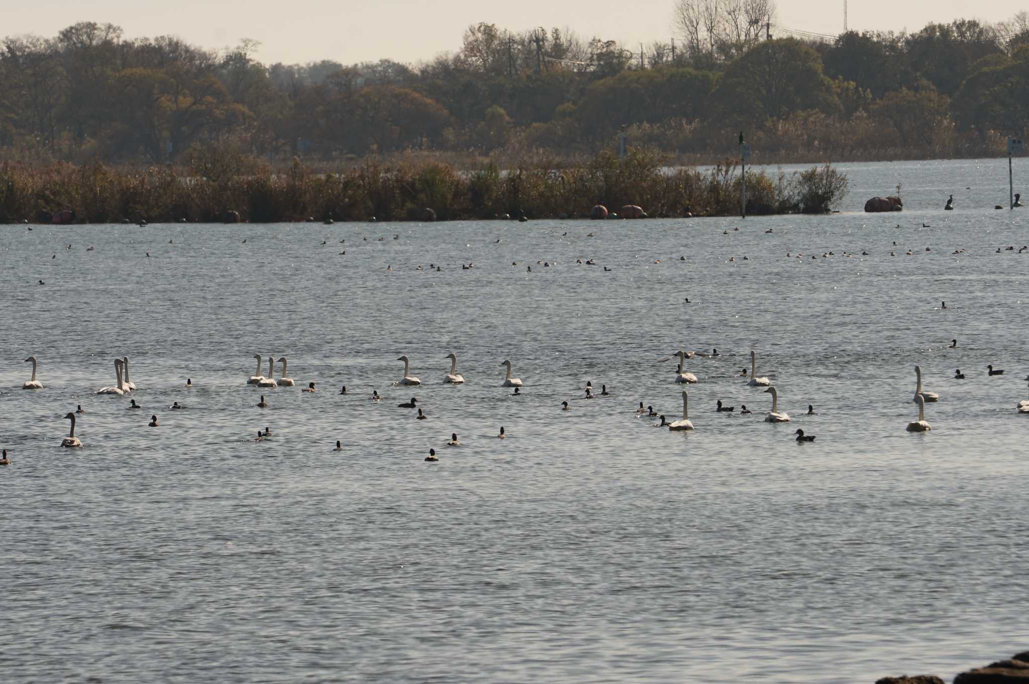 Photo of Tundra Swan at 近江今津 by マル