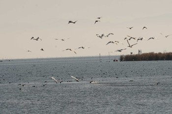 Tundra Swan 近江今津 Sat, 12/10/2022