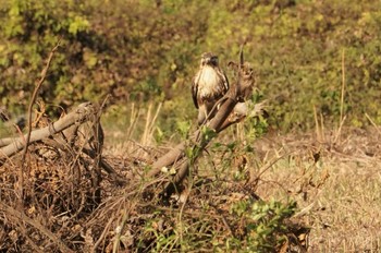 Eastern Buzzard 近江今津 Sat, 12/10/2022