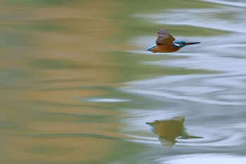 カワセミ 千里南公園 2022年12月11日(日)