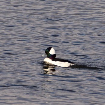 Bufflehead 多摩川 Sun, 12/11/2022