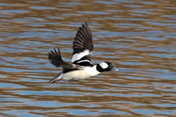 2022年12月11日(日) 多摩川の野鳥観察記録