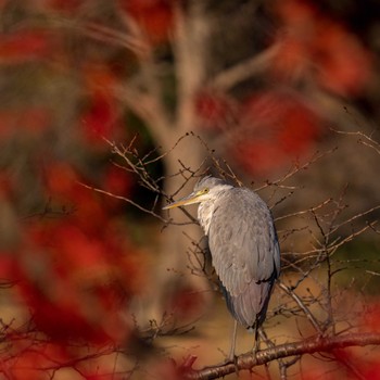 Grey Heron Mitsuike Park Sat, 12/10/2022