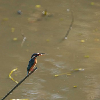 Common Kingfisher Mitsuike Park Sat, 12/10/2022