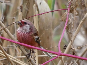 2022年12月3日(土) 北本自然観察公園の野鳥観察記録