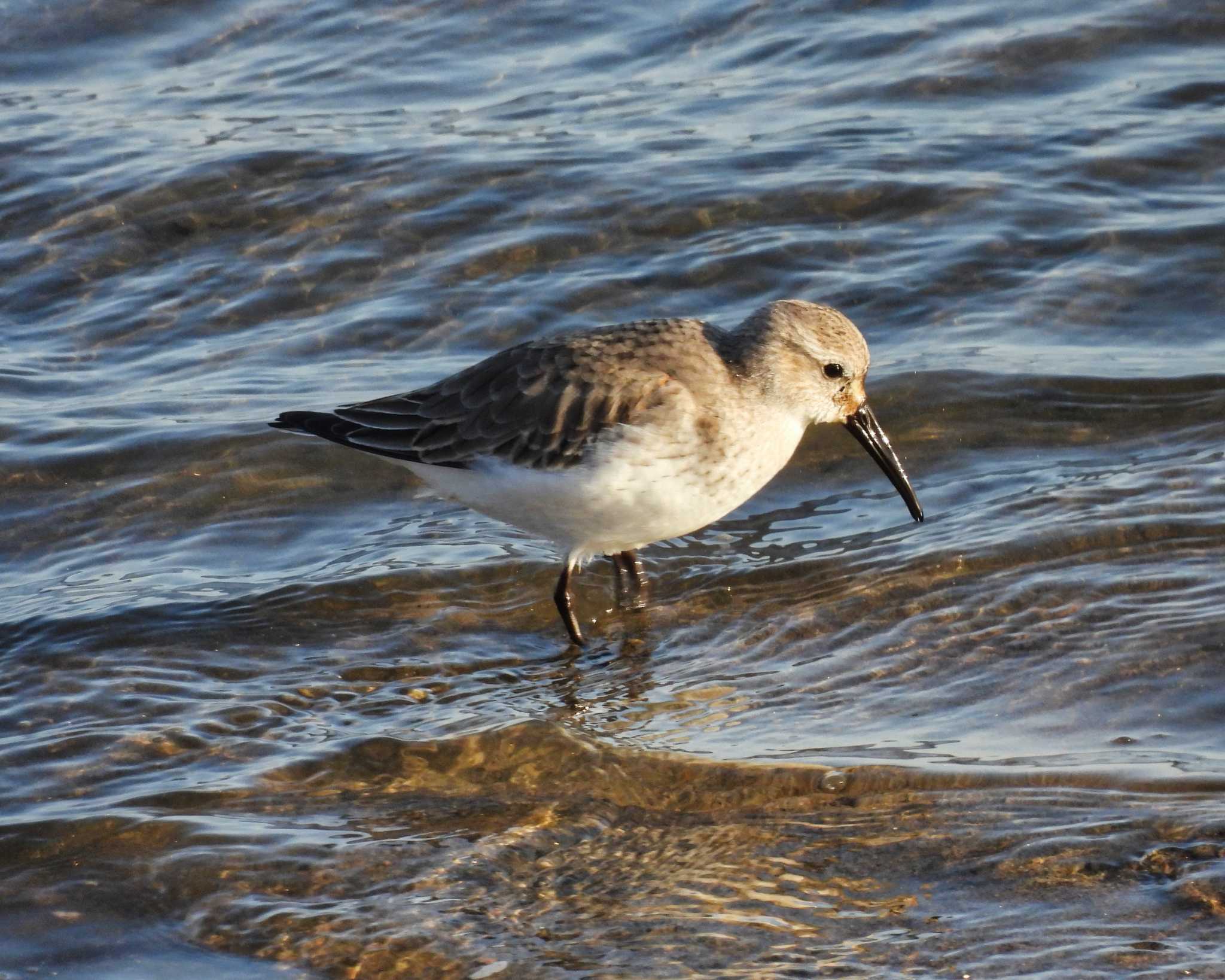 Dunlin