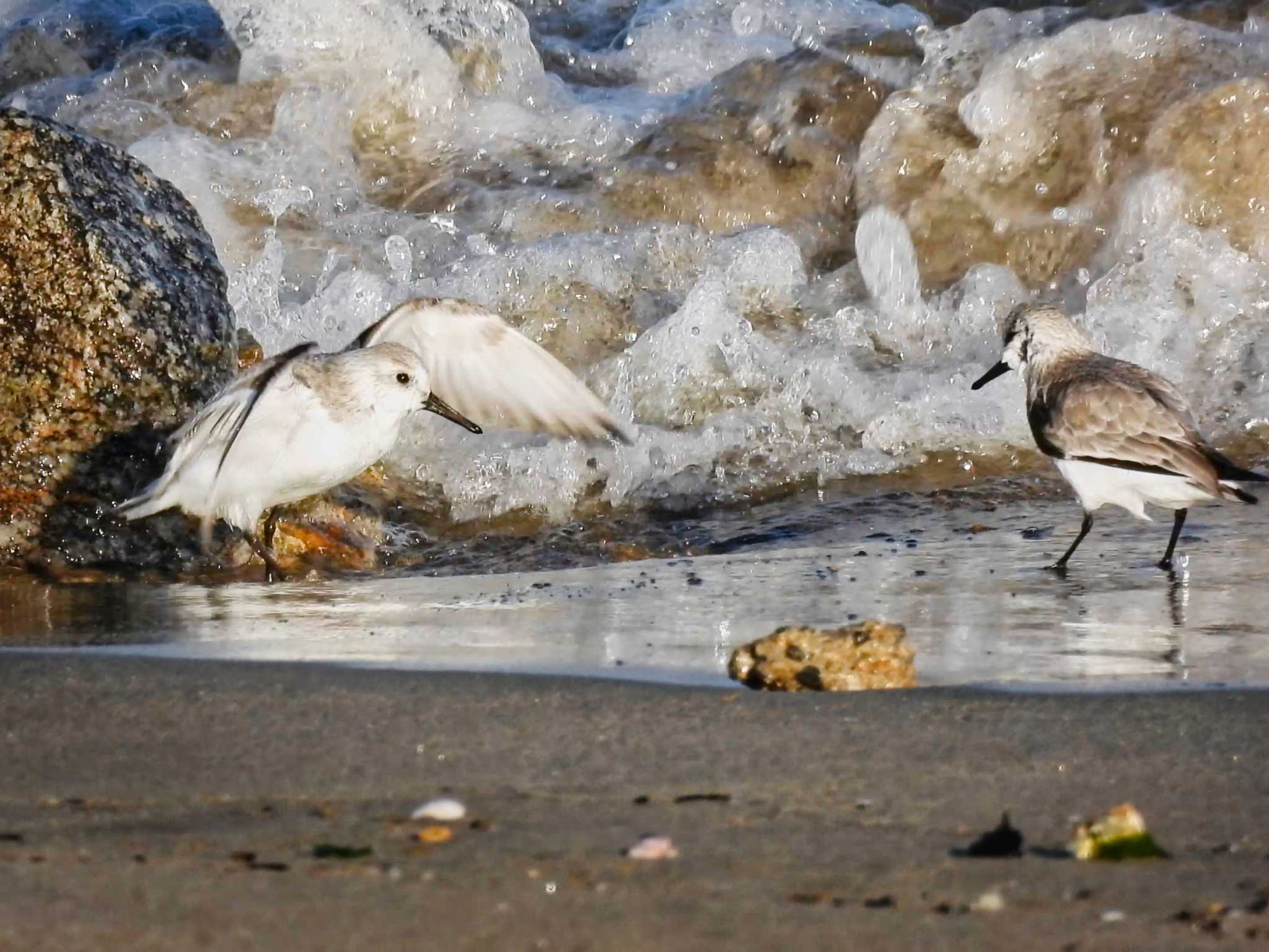 Sanderling