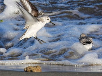 2022年12月9日(金) 安濃川河口の野鳥観察記録