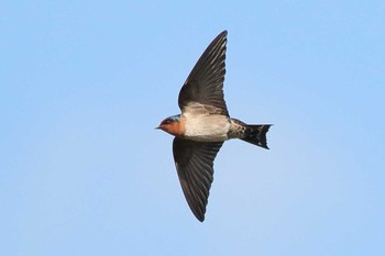 Pacific Swallow Unknown Spots Mon, 1/15/2018