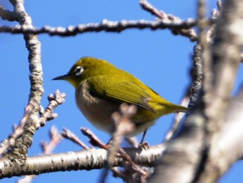 Warbling White-eye あきる台公園(秋留台公園) Sat, 12/10/2022