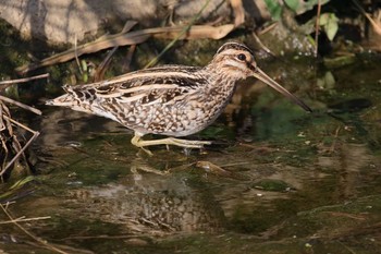 Common Snipe Unknown Spots Mon, 1/15/2018