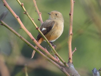 2022年12月11日(日) 新宿御苑の野鳥観察記録