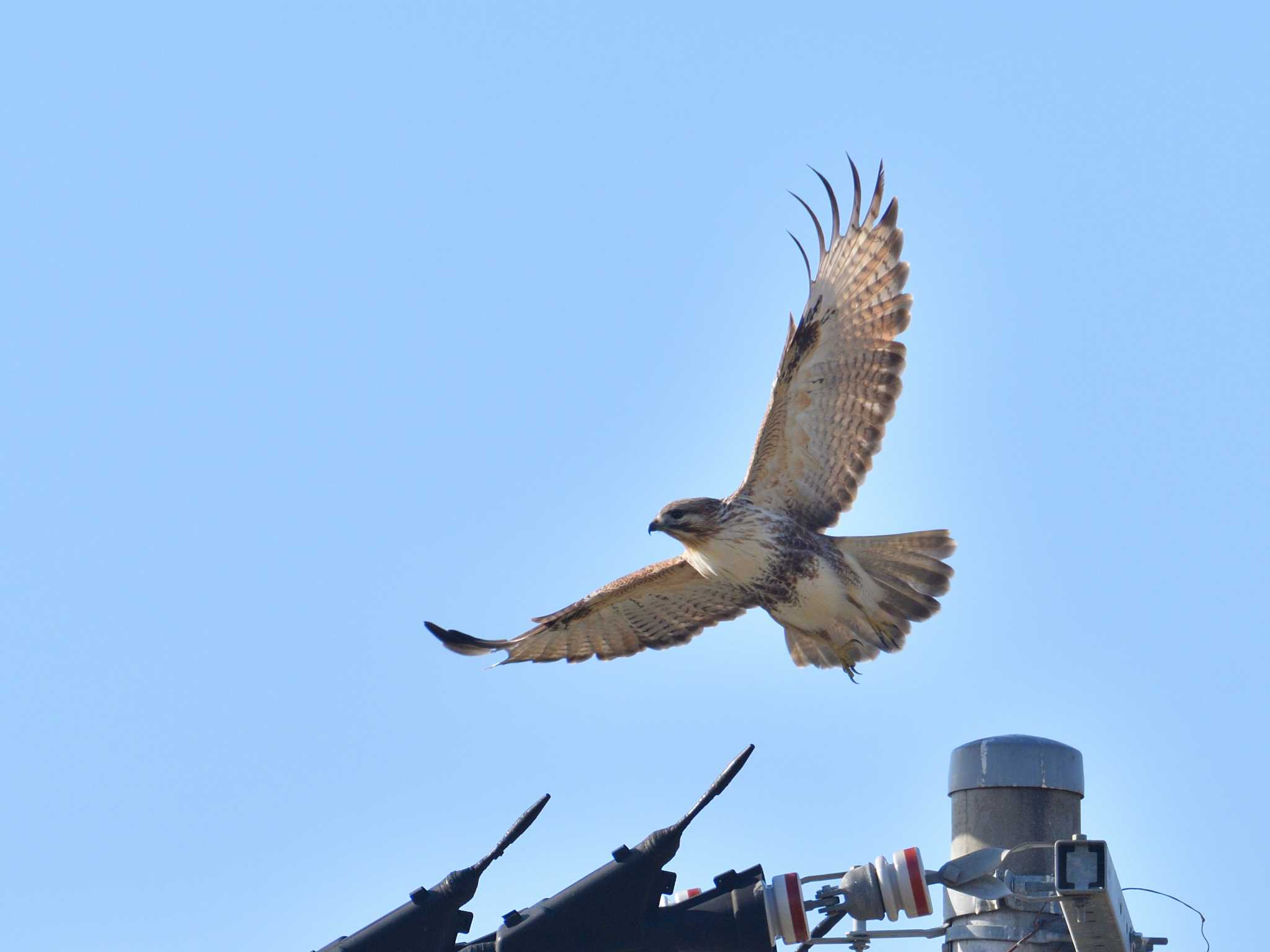 Photo of Eastern Buzzard at 浮島ヶ原 by 80%以上は覚えてないかも