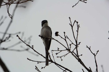 2022年12月11日(日) 員弁大池の野鳥観察記録