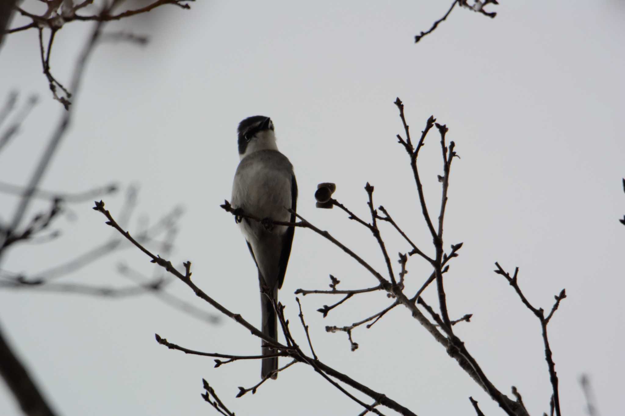 Photo of Ryukyu Minivet at 員弁大池 by sword-fish8240