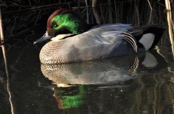 Falcated Duck 羽生水郷公園 Fri, 12/9/2022