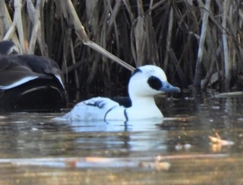 Smew 羽生水郷公園 Fri, 12/9/2022