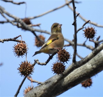 Grey-capped Greenfinch 羽生水郷公園 Fri, 12/9/2022