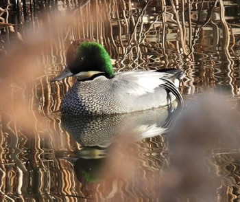 Falcated Duck 羽生水郷公園 Fri, 12/9/2022