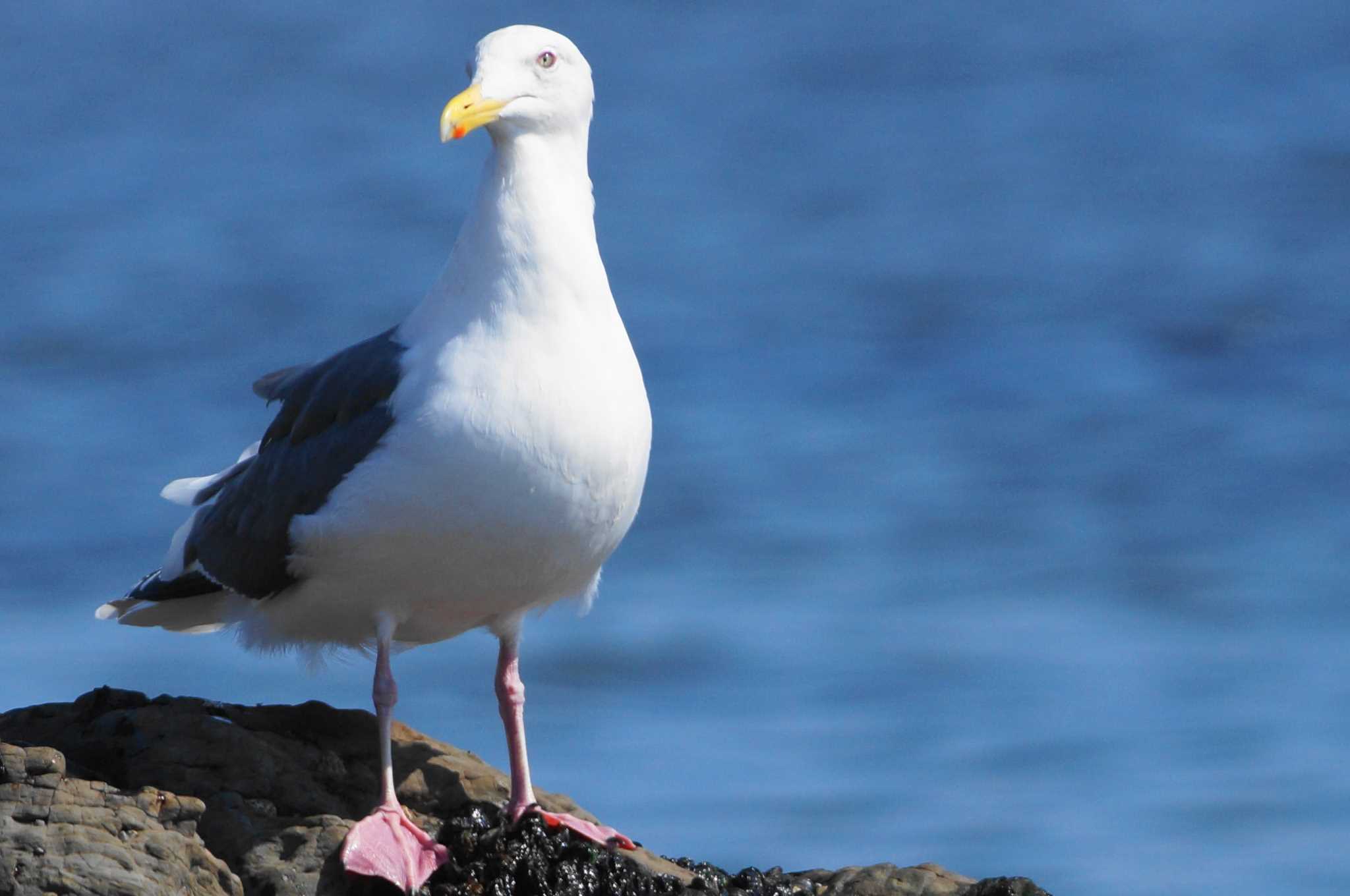 Vega Gull