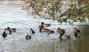 マガモ 羽生水郷公園 2022年12月9日(金)