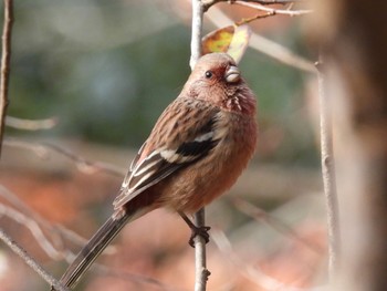 Siberian Long-tailed Rosefinch Hayatogawa Forest Road Sun, 12/11/2022