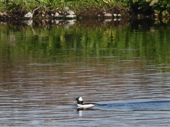 2022年12月11日(日) 多摩川の野鳥観察記録