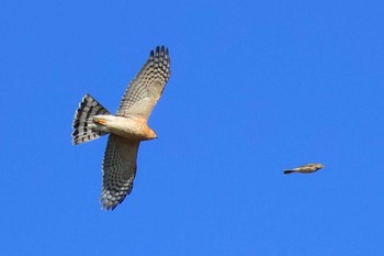 Eurasian Sparrowhawk 浮島ヶ原自然公園 Thu, 12/8/2022