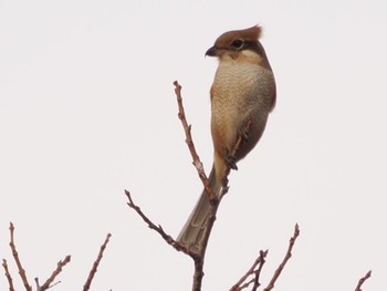 2022年12月11日(日) 北本自然観察公園の野鳥観察記録