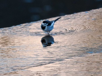 2022年12月11日(日) 発寒河畔公園(札幌市西区)の野鳥観察記録