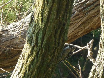 Japanese Pygmy Woodpecker 大阪府豊中市 服部緑地 Fri, 2/9/2018