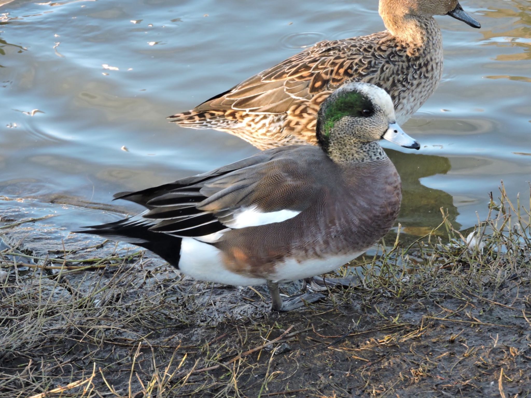 Photo of American Wigeon at  by 鉄腕よっしー