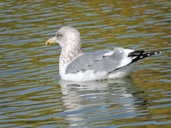 Vega Gull Osaka Tsurumi Ryokuchi Sun, 12/11/2022