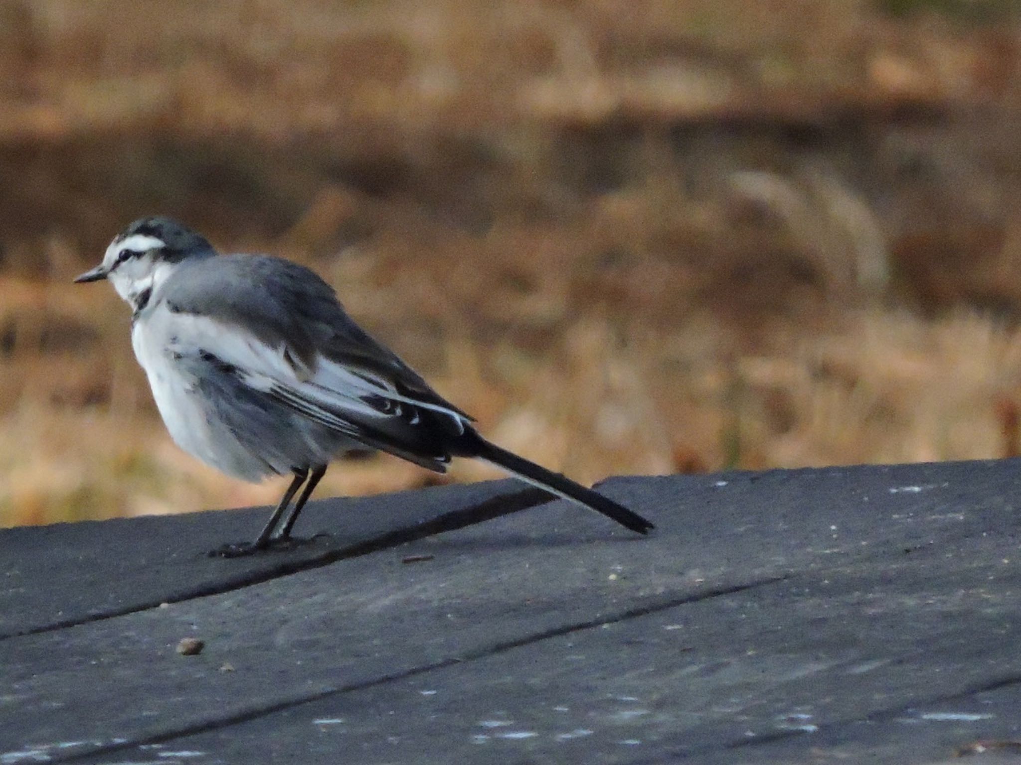 Photo of White Wagtail at Osaka Tsurumi Ryokuchi by 鉄腕よっしー