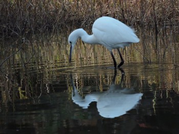 Little Egret Osaka Tsurumi Ryokuchi Sun, 12/11/2022