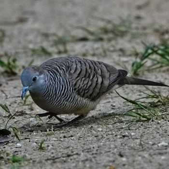 チョウショウバト Khao Mai Keao Reservation Park 2022年12月11日(日)