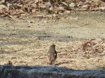 Daurian Redstart 大阪府豊中市 服部緑地 Fri, 2/9/2018