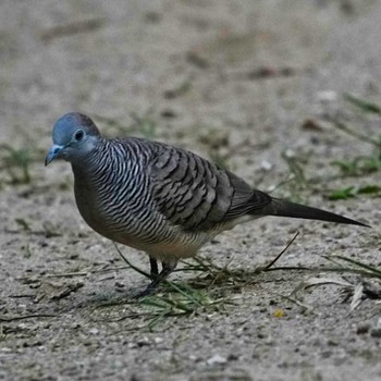 Zebra Dove Khao Mai Keao Reservation Park Sun, 12/11/2022