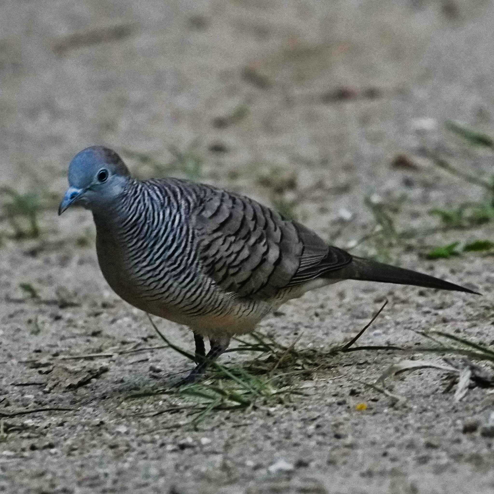 Zebra Dove