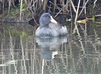 Common Moorhen 羽生水郷公園 Sat, 10/22/2022