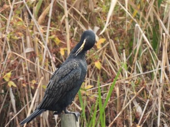 カワウ 羽生水郷公園 2022年10月22日(土)