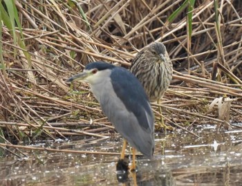 Black-crowned Night Heron 羽生水郷公園 Sat, 10/22/2022