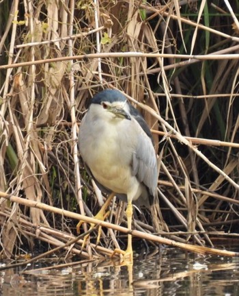 Black-crowned Night Heron 羽生水郷公園 Sat, 10/22/2022