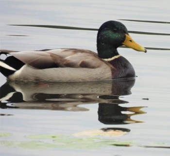 マガモ 羽生水郷公園 2022年10月22日(土)